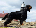 Gordon
